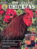 How to Raise Chickens: Everything You Need to Know