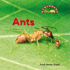 Ants (Benchmark Rebus)