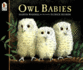 Owl Babies (Book & Dvd)