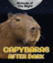 Capybaras After Dark (Animals of the Night)