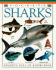 Sharks (Travel Guide)