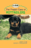 The Proper Care of Rottweilers