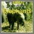 Elephants (Baby Animals)