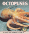 Octopuses