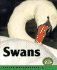 Swans