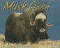 Musk Oxen (Animal Prey)