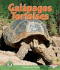 Galapagos Tortoises