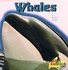 Whales (Giant Animals Series)