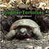 Gopher Tortoises (the Library of Turtles and Tortoises)