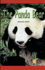 Panda Bear