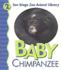 Baby Chimpanzee (San Diego Zoo Library)