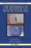 The Epidermis in Wound Healing (Dermatology: Clinical & Basic Science, 22)