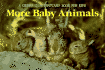 More Baby Animals: a Sierra Club Postcard Book for Kids