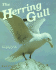 The Herring Gull: Remarkable Animals