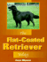 Flat Coated Retriever Today