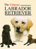 The Ultimate Labrador Retriever