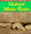 Naked Mole-Rats