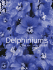Delphiniums