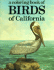 Birds of California-Coloring Book