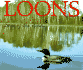 Loons: Song of the Wild (Wildlife)