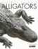 Alligators