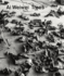 Ai Weiwei: Trees