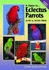 A Guide to Eclectus Parrots as Pet and Aviary Birds