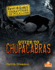 Guide to Chupacabras (Cryptid Guides: Creatures of Folklore)