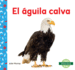 El guila Calva (Bald Eagle)