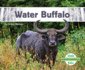 Water Buffalo Asian Animals Ak