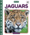 Jaguars