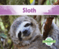 Sloth (South American Animals (Ak))