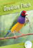 Gouldian Finch