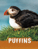Puffins (Animals)