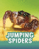 Jumping Spiders (Animals)