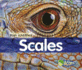 Scales