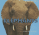 Elephants