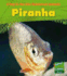 Piranha (Day in the Life. Rainforest Animals)