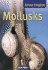 Mollusks (Animal Kingdom)