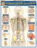 Endocrine System: Quickstudy Laminated Anatomy Reference Guide