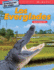 Aventuras De Viaje: Los Everglades: Suma Hasta 100 Ebook