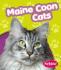 Maine Coon Cats (Pebble Books: Cats)