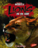 Lions: on the Hunt (Blazers; Killer Animals)