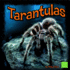 Tarantulas (Spiders)