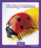 Finding Patterns (Wonder Readers: Mathematics)
