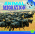 Animal Migration (First Facts)