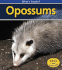 Opossums