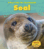 Seal (a Day in the Life: Sea Animals)