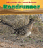 Roadrunner (Heinemann Read and Learn: a Day in the Life: Desert Animals)