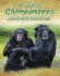 A Troop of Chimpanzees: and Other Primate Groups (Animals in Groups)